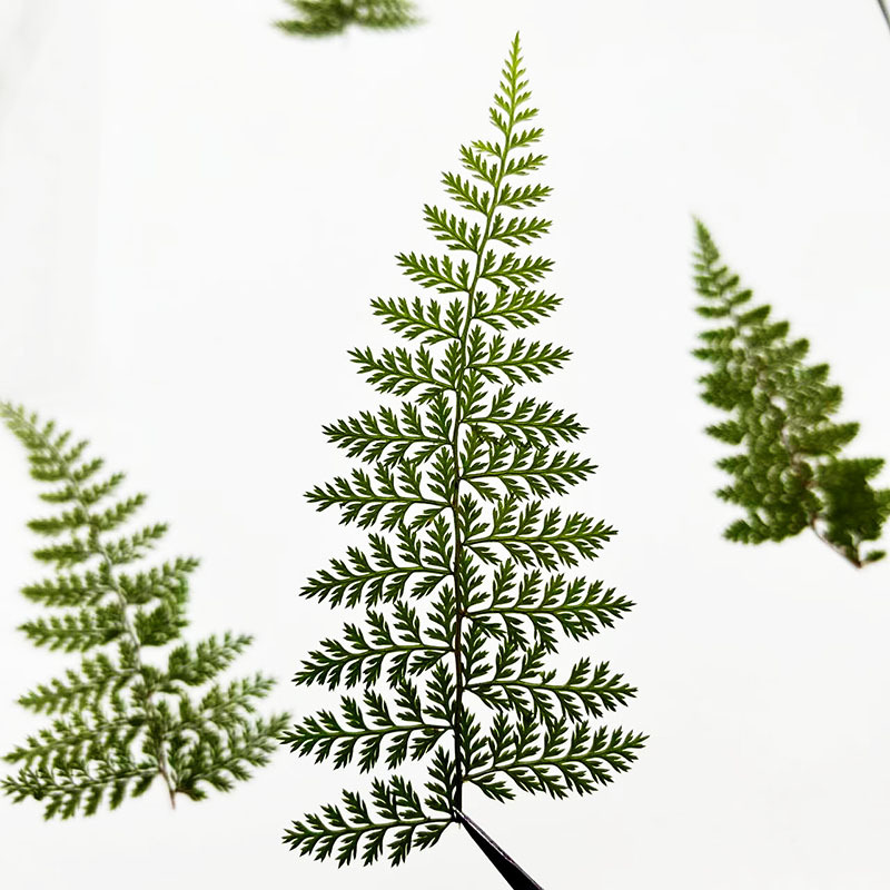100 szt. Naturalnych okazów li – Resin Craft Ideas recenzja i cena
