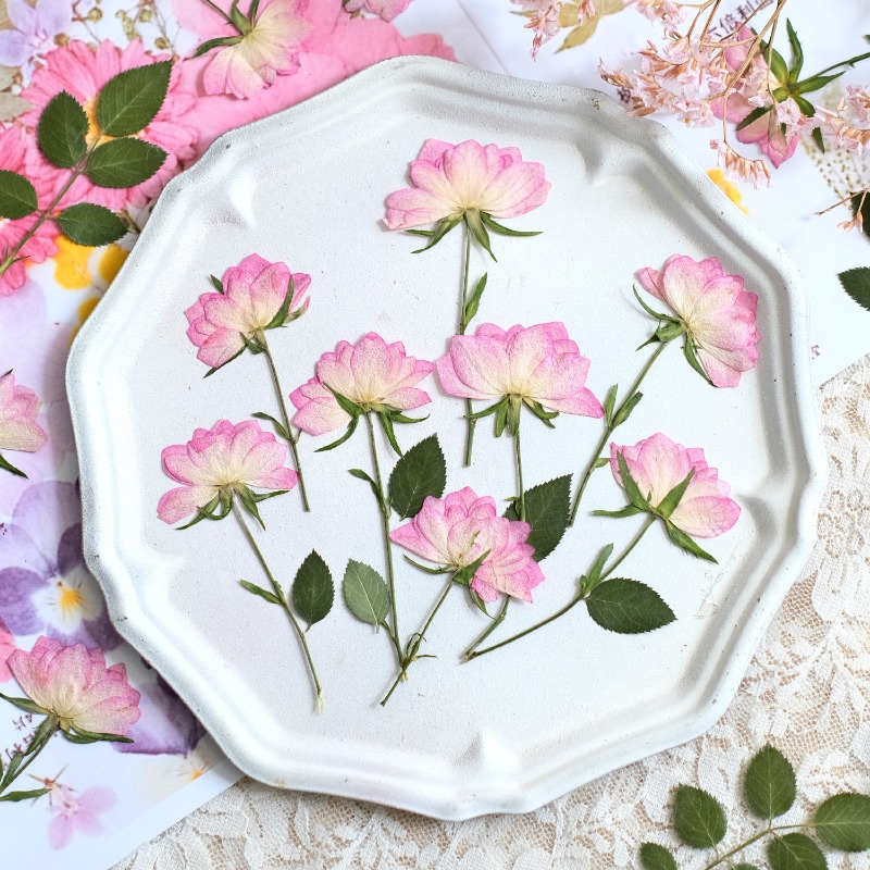12 sztuk, prawdziwe suszone i  – Resin Craft Ideas recenzja i cena